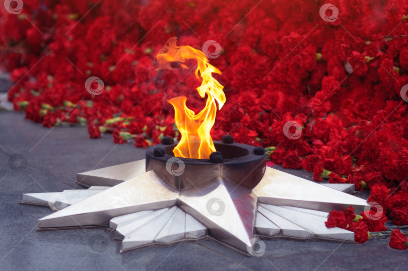 Скачать Вечный огонь горит размытым пятном на фоне красных гвоздик. фотосток Ozero