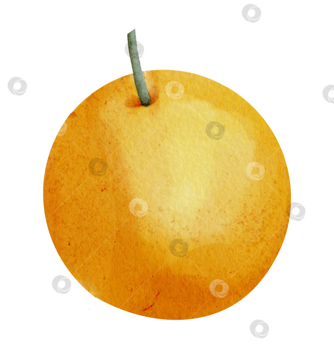 Скачать Апельсиновый фрукт. Акварельная рисованная иллюстрация тропического цитрусового мандарина на изолированном фоне. Рисунок сочного мандарина для иконки или логотипа. Красочный набросок спелого сырого клементина для клипарта фотосток Ozero