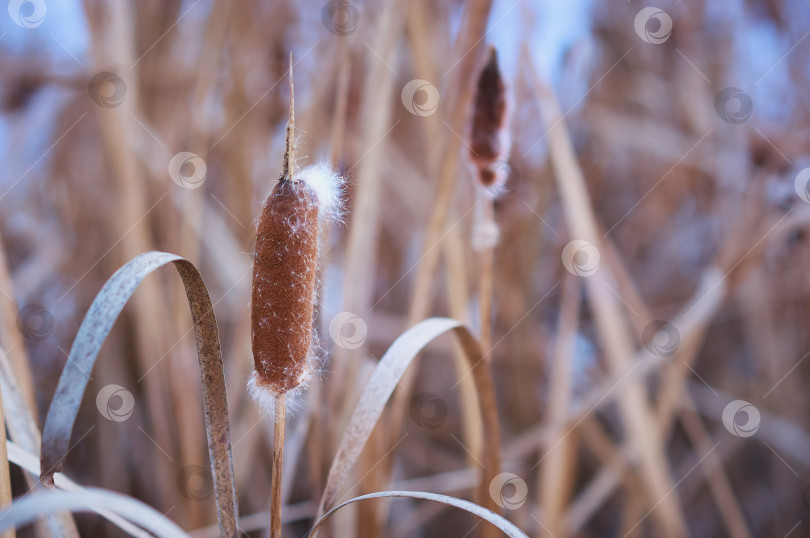Скачать Сушите рогоз или тростник зимой. У него есть еще одно яркое название: трава корн-дог. фотосток Ozero