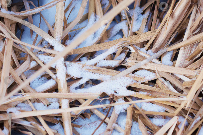 Скачать Текстура стеблей сухого тростника, покрытых снегом. фотосток Ozero