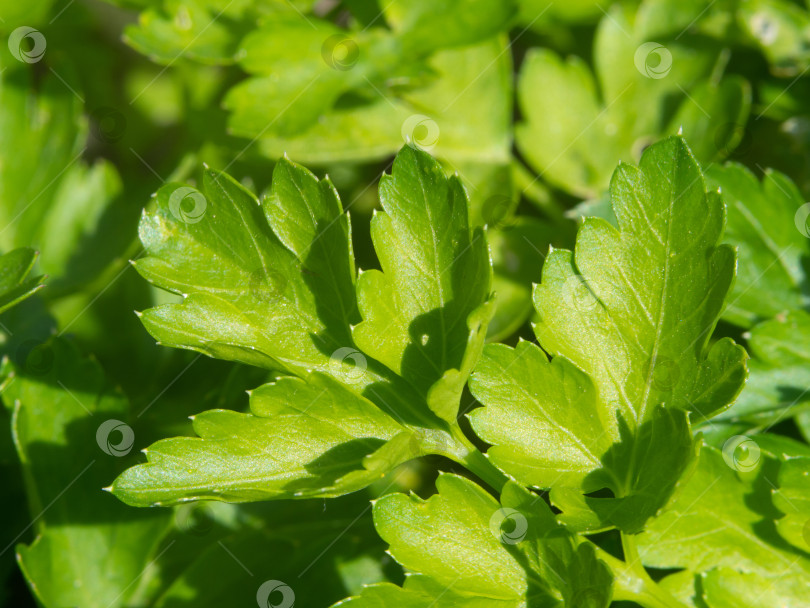 Скачать Фоновые листья петрушки. Крупный план листьев органической петрушки фотосток Ozero