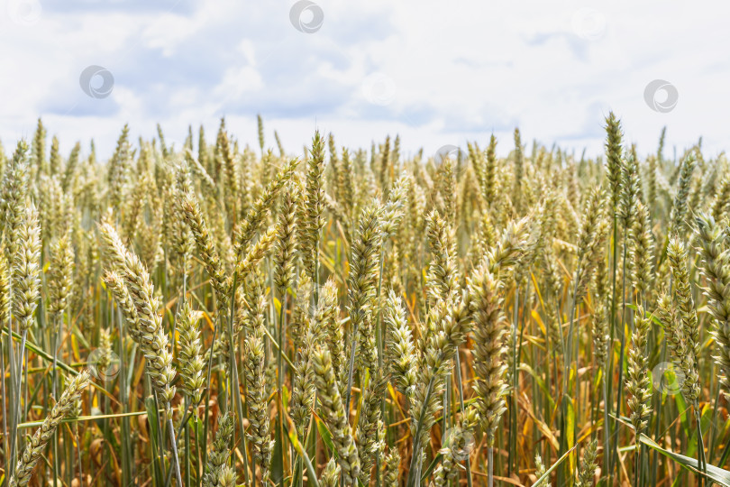Скачать Фон с растущей пшеницей в поле фотосток Ozero