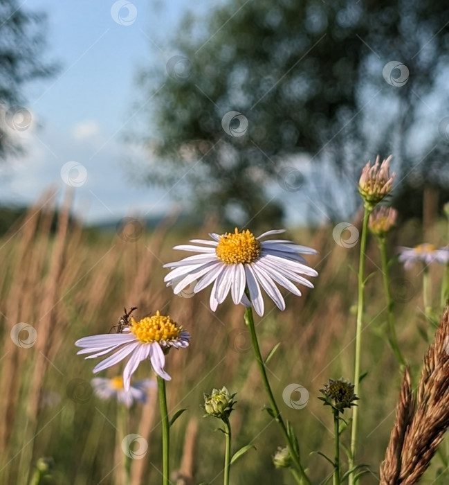 Скачать Ромашки на лугу фотосток Ozero