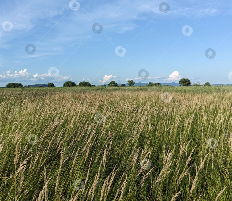 Скачать Луг под голубым небом фотосток Ozero