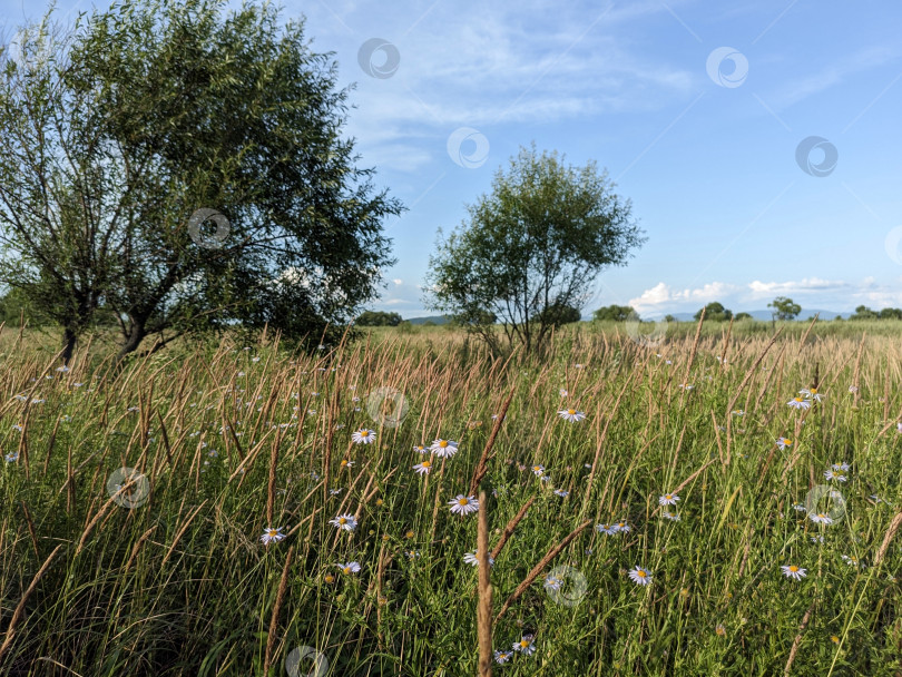 Скачать Русский луг с ромашками фотосток Ozero