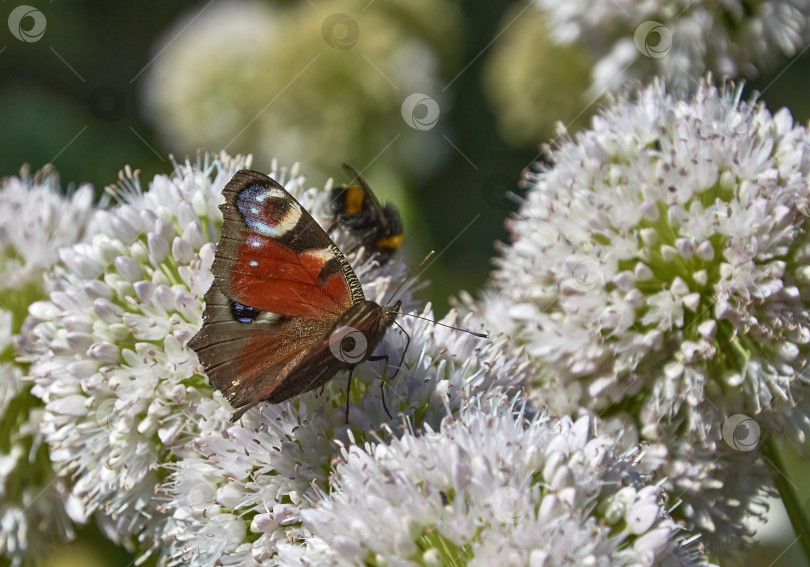 Скачать Бабочка с павлиньим глазом на цветущем луке фотосток Ozero
