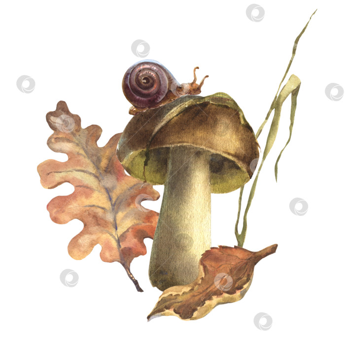 Скачать Осенняя акварельная композиция с грибом, осенними листьями, травинкой, улиткой на шляпке гриба. Нарисованный от руки изолированный рисунок на белом фоне фотосток Ozero