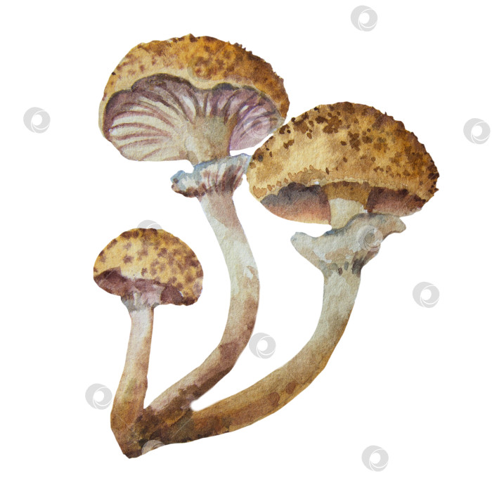Скачать Акварельный опенок-гриб, Armillaria mellea. Нарисованная от руки иллюстрация гриба, изолированная на белом фоне фотосток Ozero