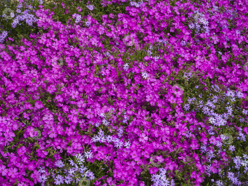 Скачать Моховой флокс цветет розовыми, фиолетовыми, голубыми цветами с весны до начала лета и выглядит как ковер из цветов. Текстура фона с фиолетовыми цветами, мягкий выборочный фокус фотосток Ozero