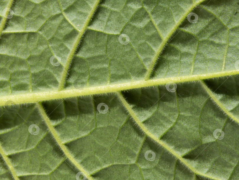 Скачать Естественная текстура зеленого листа. Поверхность листьев макрорастения фотосток Ozero
