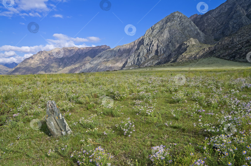 Скачать Маргаритки на горном лугу. Алтай, Россия. фотосток Ozero