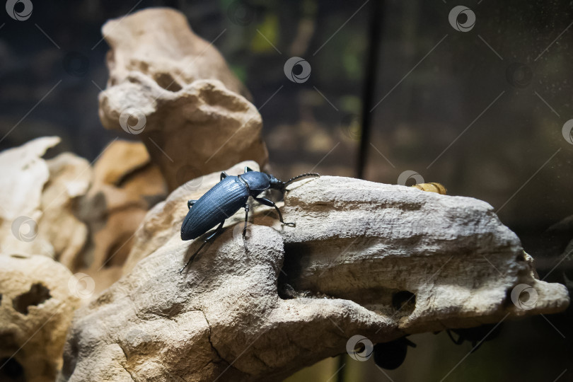 Скачать Чёрный жук ползёт по коряге, крупным планом фотосток Ozero