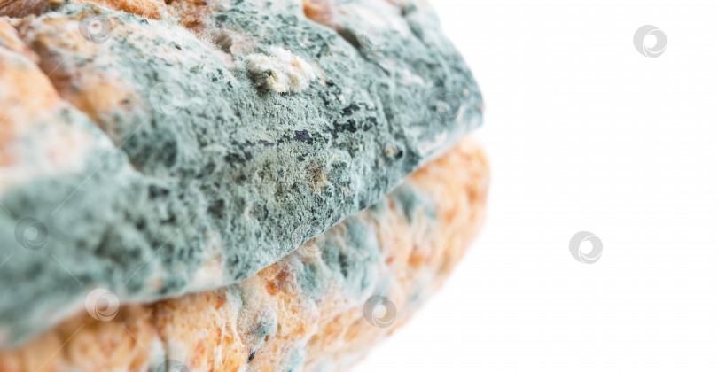 Скачать Синий грибок плесени на белом хлебе крупным планом. Испорченная еда, нездоровая пища. Белый фон фотосток Ozero