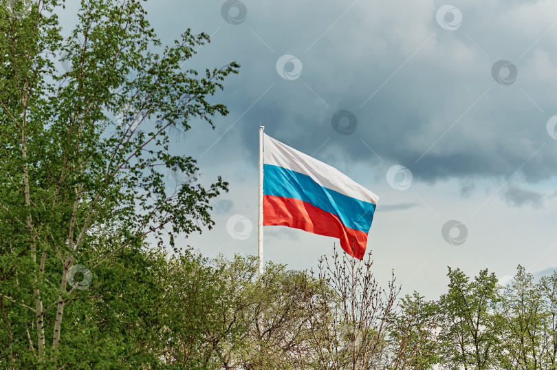 Скачать Флаг Российской Федерации развевается на ветру среди листвы деревьев. Серое облако на небе. фотосток Ozero