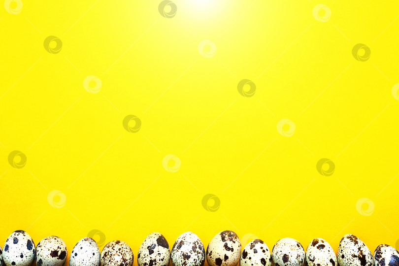 Скачать Пасхальный весенний фон с яйцом. Пятнистые перепелиные яйца на желтом фоне по нижней границе рамки. Место для копирования, баннер фотосток Ozero