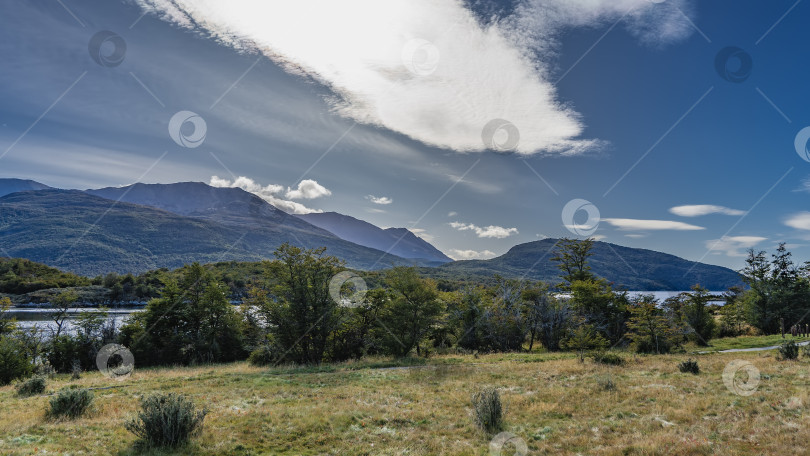 Скачать На лугу растет зеленая трава, кусты, деревья. фотосток Ozero