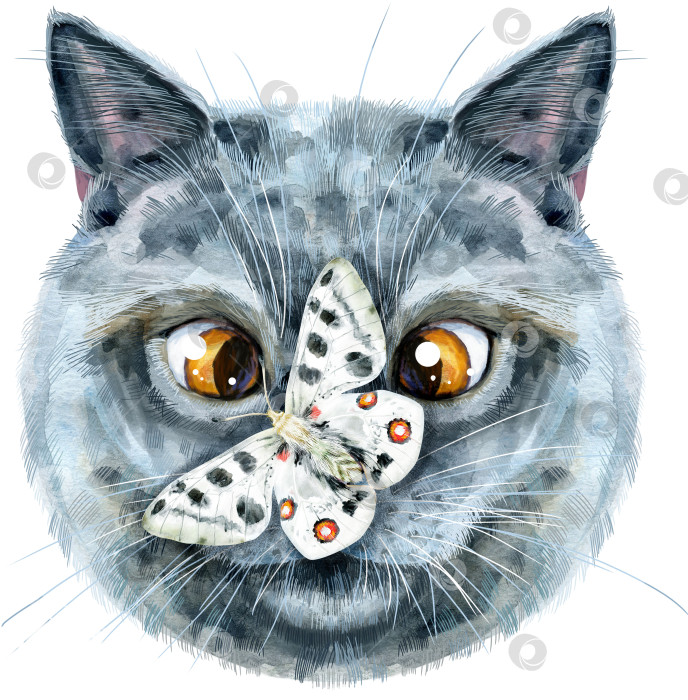 Скачать Прекрасный портрет британской короткошерстной кошки с бабочкой крупным планом классического голубого окраса. Нарисованная вручную акварельная картина на белом фоне фотосток Ozero