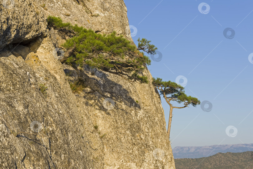 Скачать Маленькие реликтовые сосны на крутом скалистом склоне. фотосток Ozero