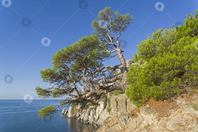 Скачать Реликтовая сосна над морем. фотосток Ozero