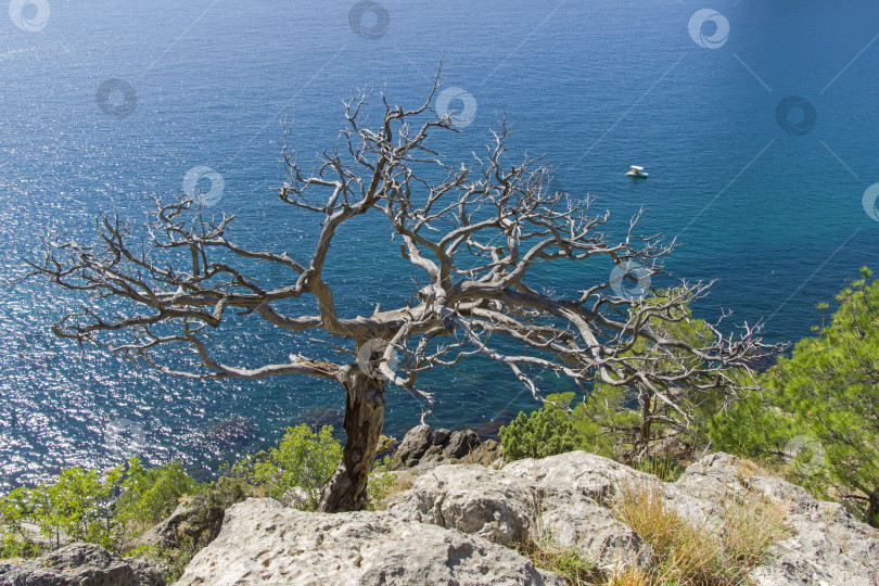 Скачать Высохшая реликтовая сосна на фоне моря. фотосток Ozero