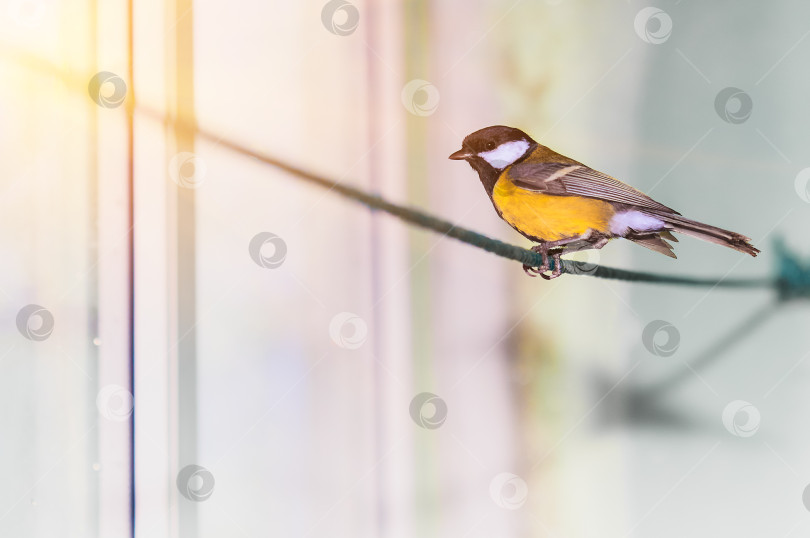 Скачать Синица сидит на бельевой веревке у окна в солнечный день. Ярко-желтый цвет. фотосток Ozero