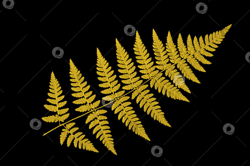 Скачать Желтый лист папоротника на черном фоне, изолированный. Натуральный сухой лист растения, украшение. фотосток Ozero