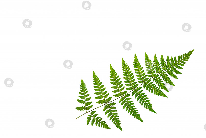 Скачать Зеленый лист папоротника на белом фоне, изолировать. Натуральный сухой лист растения, украшение. фотосток Ozero