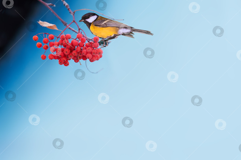 Скачать A yellow-breasted tit sits on a branch with orange rowan berries. Blue background with room for text. фотосток Ozero