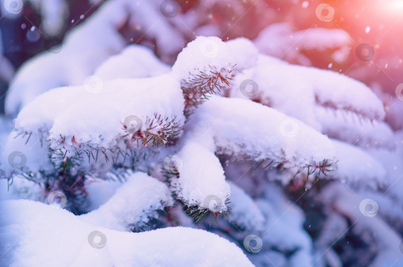 Скачать Fir branches in the snow during a snowfall. Close view. The rays of the morning sun. фотосток Ozero