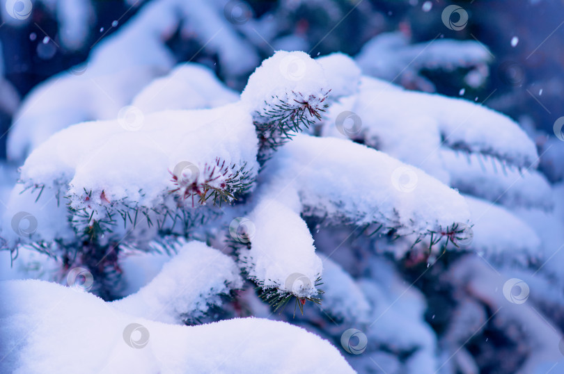 Скачать Fir branches in the snow during a snowfall. Close up winter Christmas background. Selective focus фотосток Ozero