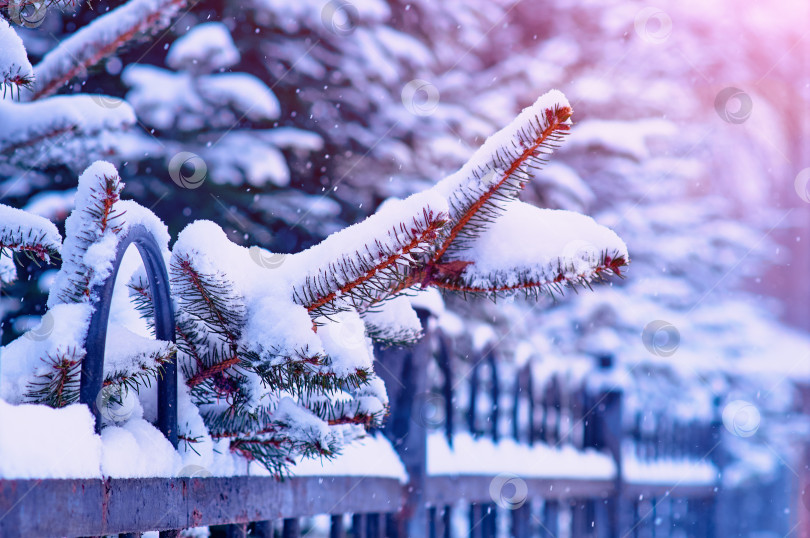 Скачать Fir branches in the snow and a city park fence. Christmas tree in snowfall. Winter Christmas background. фотосток Ozero