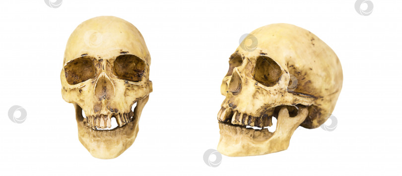 Скачать Модель человеческого черепа на белом фоне, изолированная. Головная кость, глазницы, зубы - концепция для науки, медицины, Хэллоуина. фотосток Ozero