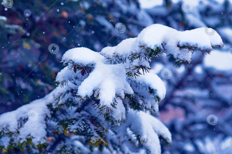 Скачать Fir branches in the snow during a snowfall. Close up winter Christmas background. Selective focus фотосток Ozero