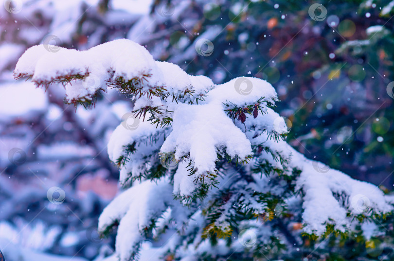 Скачать Fir branches in the snow during a snowfall. Close up. The rays of the morning sun. Winter Christmas background. Selective focus фотосток Ozero