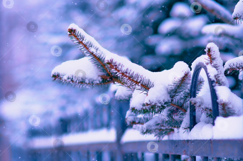 Скачать Fir branches in the snow and a city park fence. Christmas tree in snowfall. Winter Christmas background. Strong blizzard. Selective focus фотосток Ozero