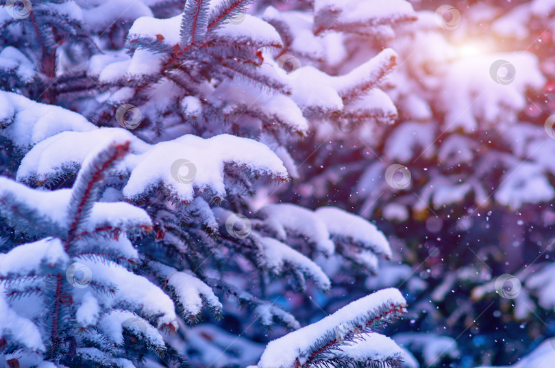 Скачать Fir branches in the snow during a snowfall. Close view. The rays of the morning sun. Winter Christmas background. Selective focus фотосток Ozero