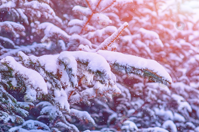 Скачать Fir branches in the snow during a snowfall. Close view. The rays of the morning sun. Winter Christmas background. Selective focus фотосток Ozero