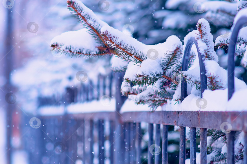 Скачать Fir branches in the snow and a city park fence. Christmas tree in snowfall. Winter Christmas background. Selective focus фотосток Ozero