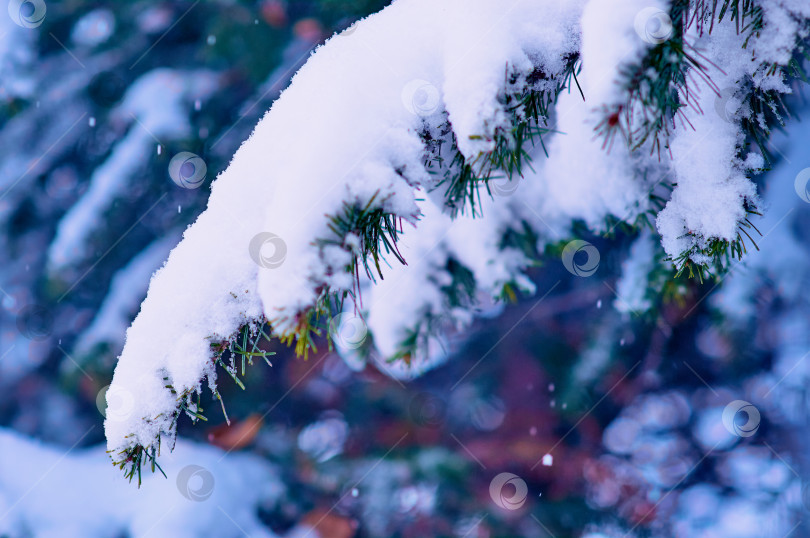 Скачать Snowfall in a coniferous forest. Spruce branches are covered with fluffy snow. Blue-green winter christmas background. No people. Close up. Selective focus фотосток Ozero