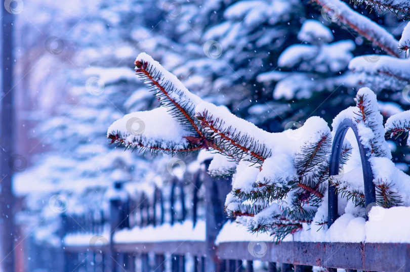 Скачать Fir branches in the snow and a city park fence. Christmas tree in snowfall. Winter Christmas background. Selective focus фотосток Ozero