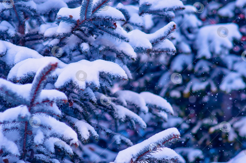 Скачать Snowfall in a coniferous forest. Spruce branches are covered with fluffy snow. Blue-green winter christmas background. фотосток Ozero