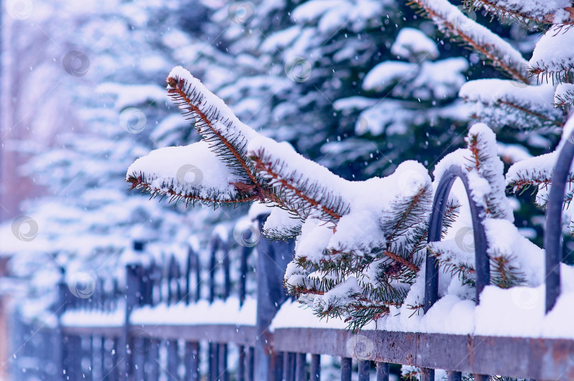 Скачать Fir branches in the snow and a city park fence. Christmas tree in snowfall. Winter Christmas background. фотосток Ozero