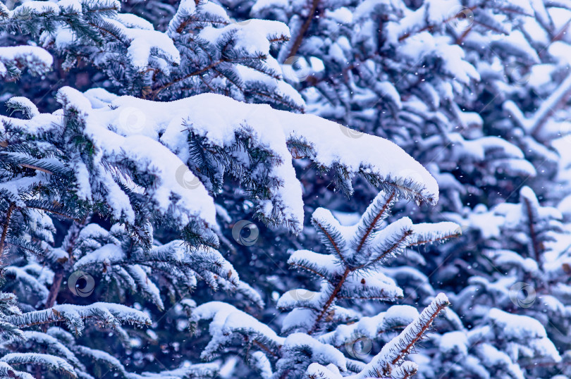 Скачать Fir branches in the snow during a snowfall. Close up winter Christmas background. Selective focus фотосток Ozero