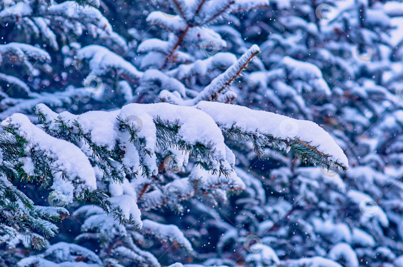 Скачать Fir branches in the snow during a snowfall. Close up winter Christmas background. фотосток Ozero