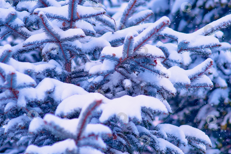 Скачать Snowfall in a coniferous forest. Spruce branches are covered with fluffy snow. Blue-green winter christmas background. No people. Close up. Selective focus фотосток Ozero