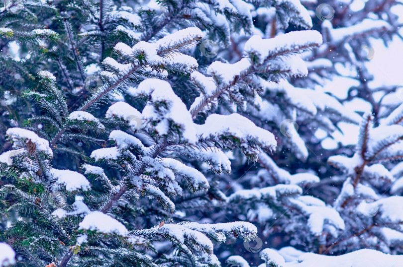 Скачать Fir branches in the snow during a snowfall. Close up winter Christmas background. Selective focus фотосток Ozero