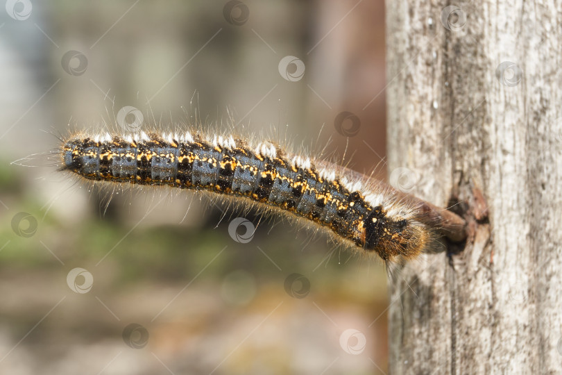 Скачать Caterpillar of a large butterfly of the cocoonweaver family - Herbal cocoonweaver (lat. Euthrix potatoria). фотосток Ozero