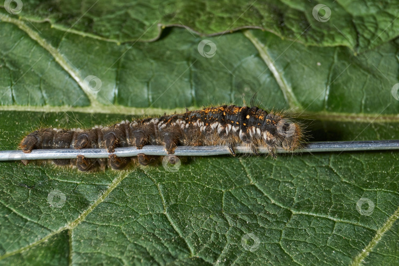 Скачать Caterpillar of a large butterfly of the cocoonweaver family - Herbal cocoonweaver (lat. Euthrix potatoria). фотосток Ozero