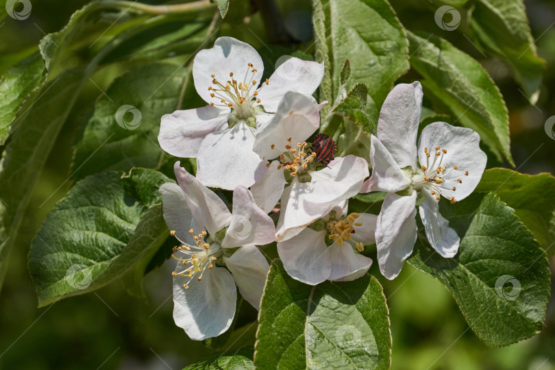 Скачать Apple flowers on the background of the tree crown and blue sky. фотосток Ozero