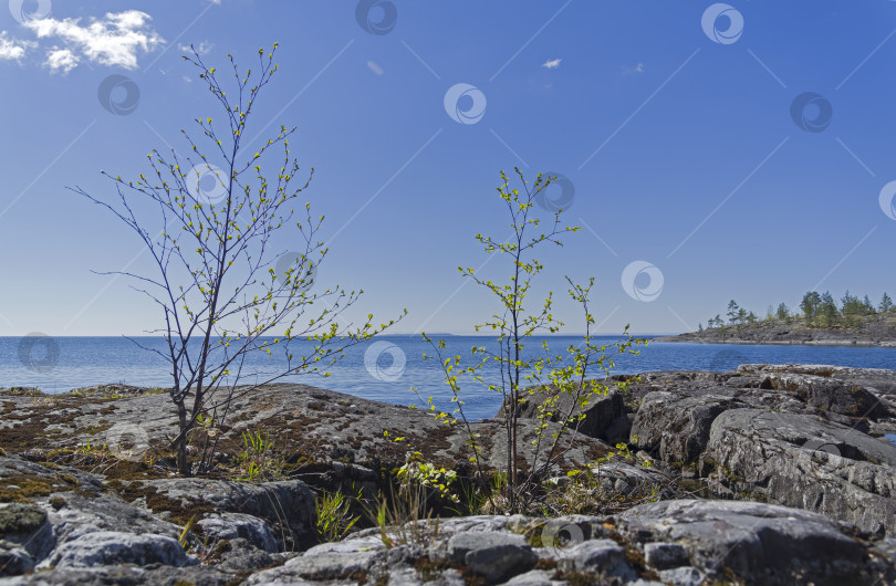 Скачать Small birch trees on the shore of Ladoga Lake фотосток Ozero